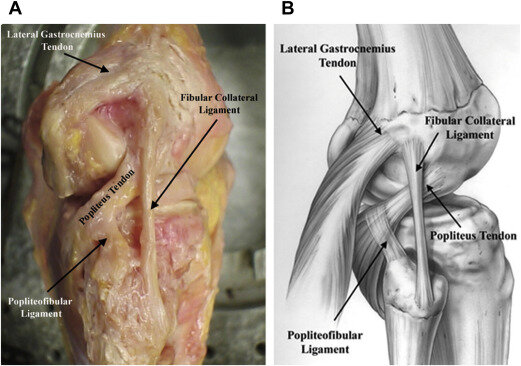 PCL Tear and Reconstruction by Dr. Aditya Pawaskar, Specialist in Arthroscopy and Sports Injuries in Mumbai, Maharshtra in Matunga and Tardeo Road.